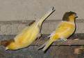 canary2.jpg